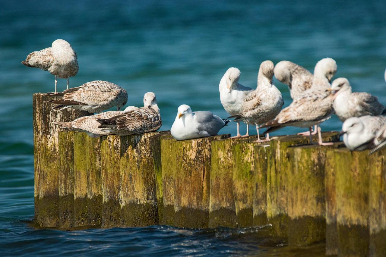 Fewo 1 Wiek auf Rügen Екстериор снимка